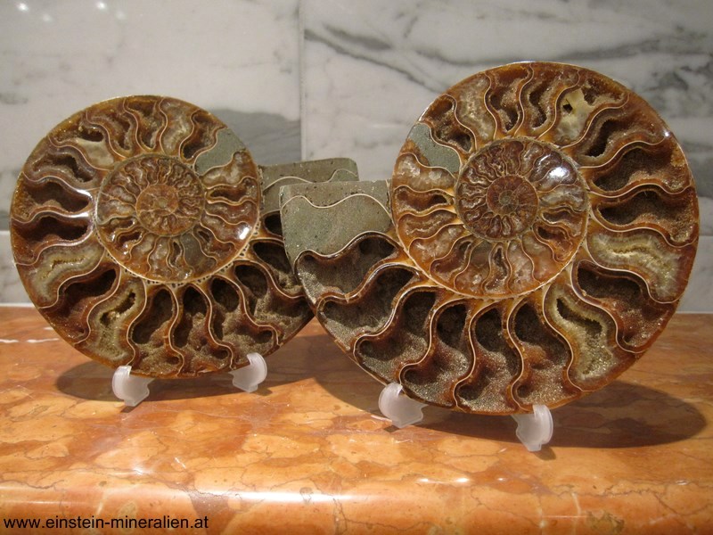 Ammonitenpaar A 0,565kg